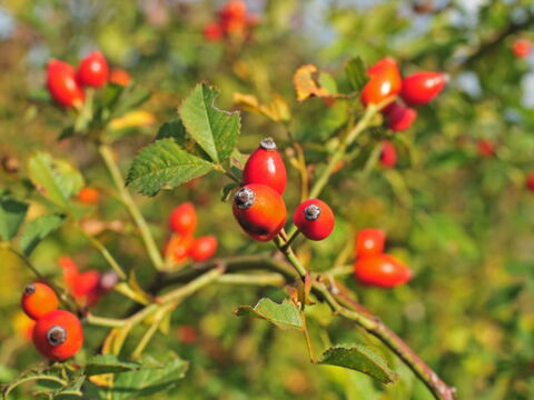 Hundsrose Foto Hagebutten der Hundsrose
