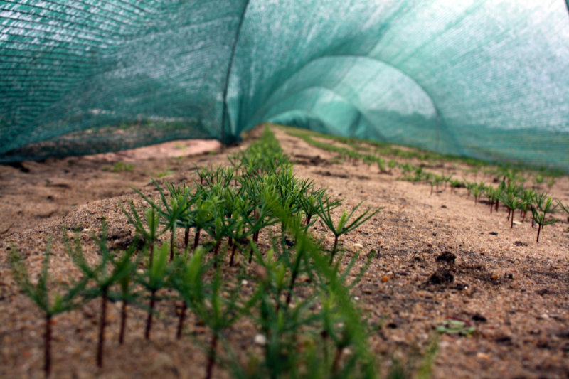 Anzucht in der Forstbaumschule